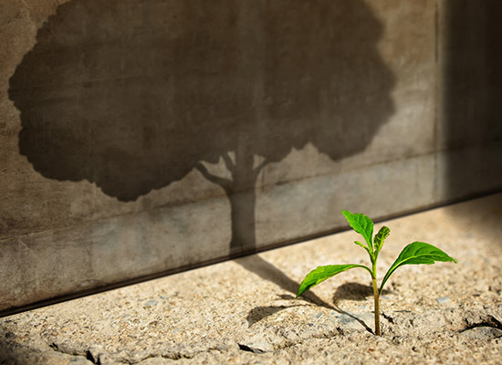 plant sprouting from crack in concrete with a full grown tree as its shadow
