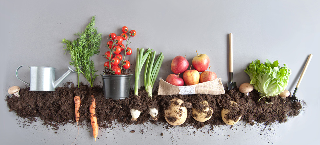 An assortment of garden vegetables and fruit