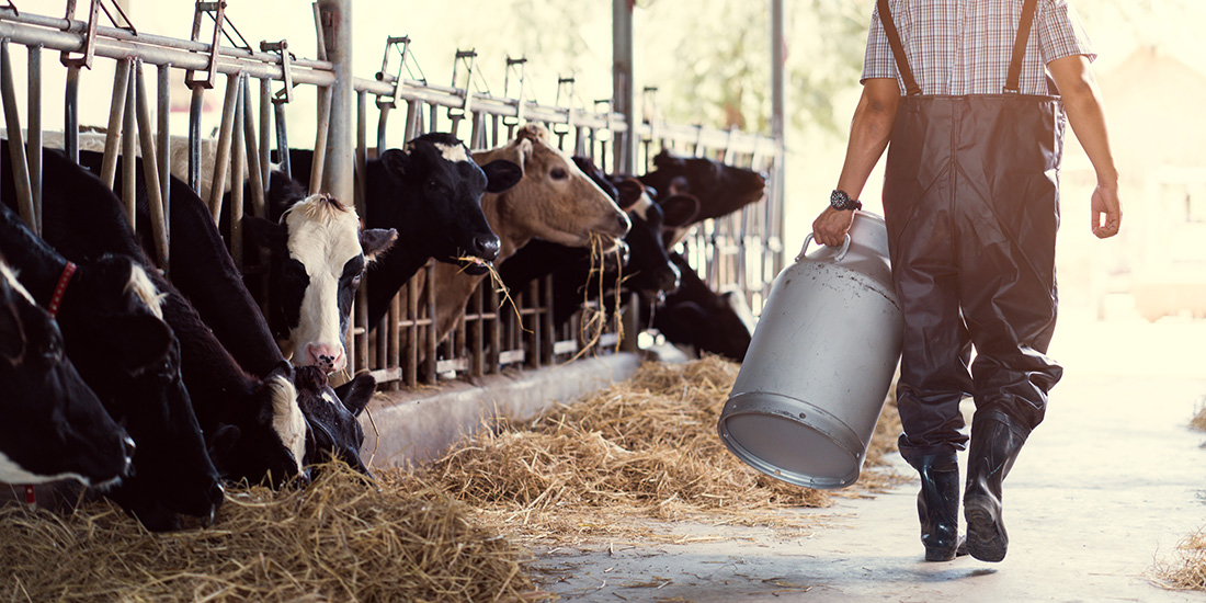 Aging farmer carrying milk in barn after feeding his cows
